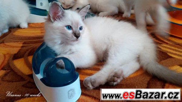 Ragdoll koťátka - hadrová panenka – fotografie 4