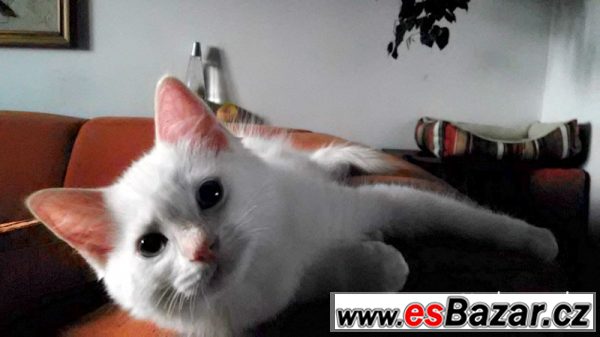 Ragdoll koťátka - hadrová panenka – fotografie 6