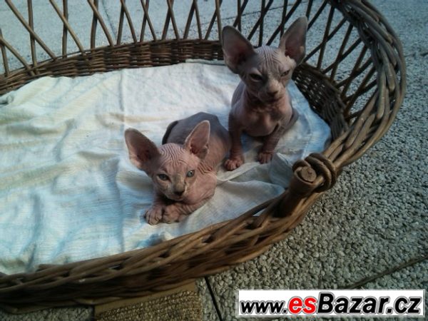 Sphynx koťata – fotografie 2