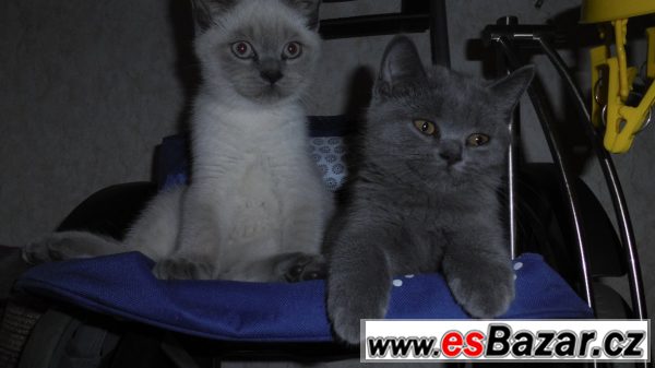 Skotská přímouchá kočka  – fotografie 1