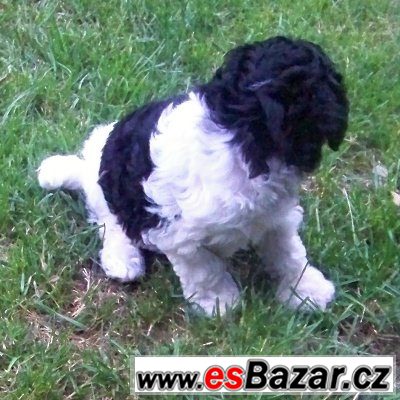 Pudl toy a trpasličí  – fotografie 3