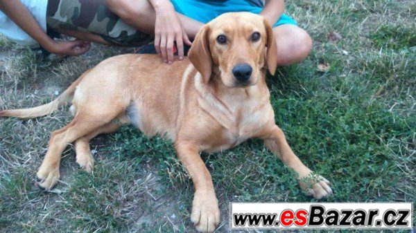 SIDA - Kříženec - fena – fotografie 1