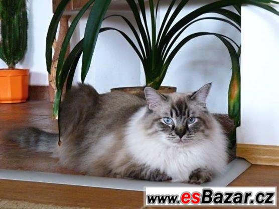 Ragdollí princátko Uranus  – fotografie 3