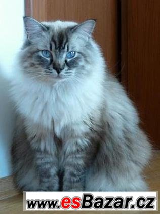 Ragdollí princátko Uranus  – fotografie 4