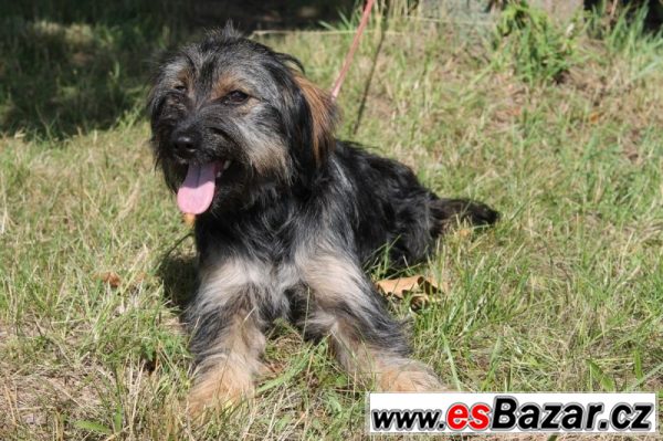Valinka - kříženec malý - fena – fotografie 1