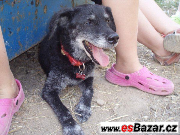Ťulda - Kříženec menší - pes – fotografie 1