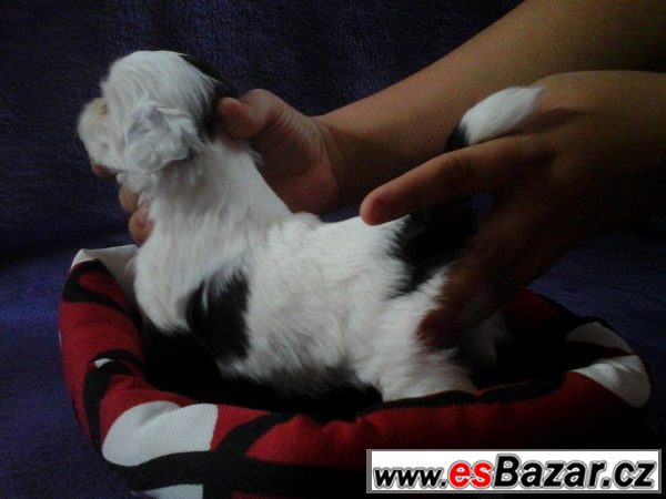 Shih-tzu fenka s PP – fotografie 2