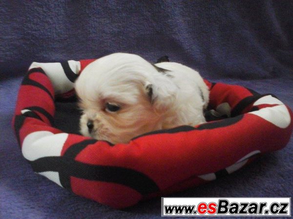 Shih-tzu fenka s PP – fotografie 3