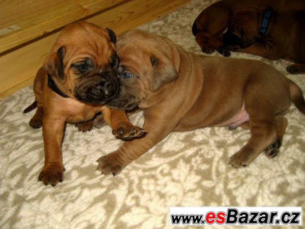 Rhodesian ridgeback – fotografie 1