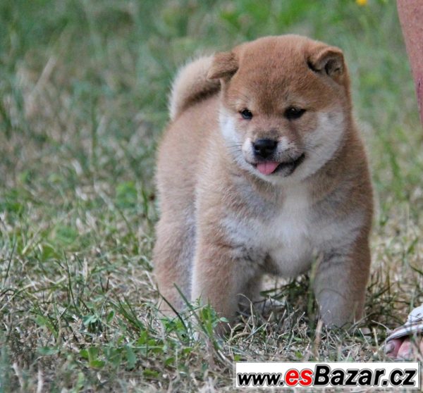 Shiba-inu s PP – fotografie 1