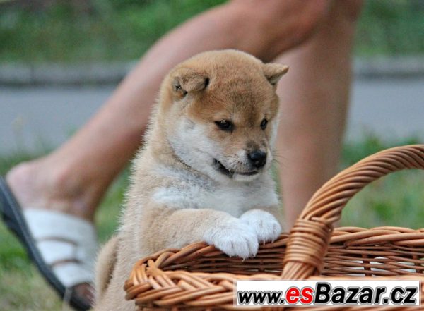 Shiba-inu s PP – fotografie 2