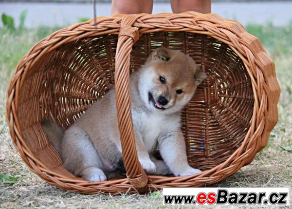 Shiba-inu s PP – fotografie 3