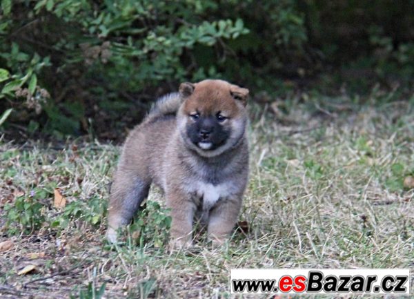 Shiba-inu s PP – fotografie 4