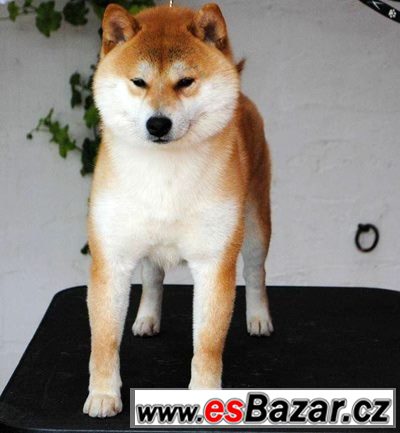 Shiba-inu s PP – fotografie 6