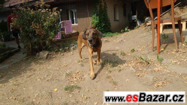 Rexíček - kříženec - pes – fotografie 3
