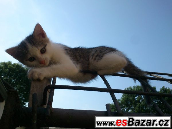 Vymazlená koťátka – fotografie 2