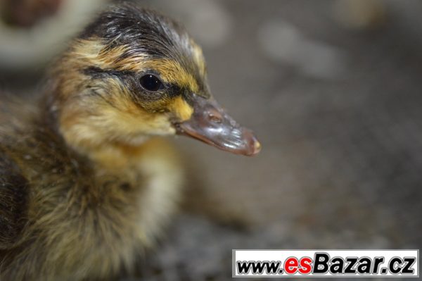 Prodám kachny pižmové a ind. běžce – fotografie 2