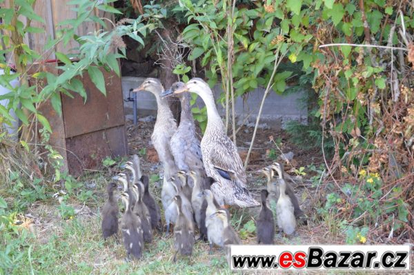 Prodám kachny pižmové a ind. běžce – fotografie 4