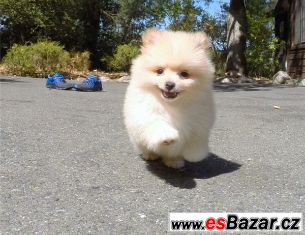 Pomeranian - štěňata – fotografie 3