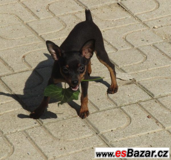 PRAŽSKY KRYSAŘÍK S PP.FENEČKA – fotografie 2
