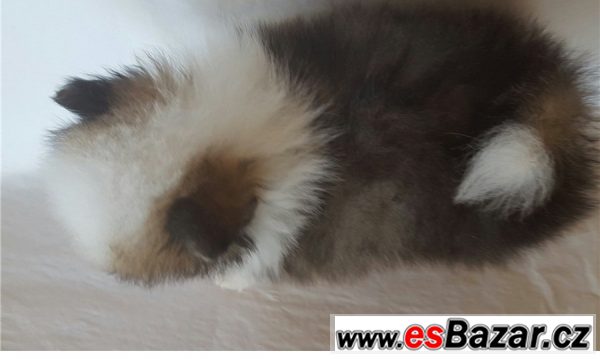 Pomeranian na prodej – fotografie 4