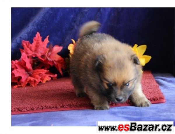 Pomeranian na prodej – fotografie 5