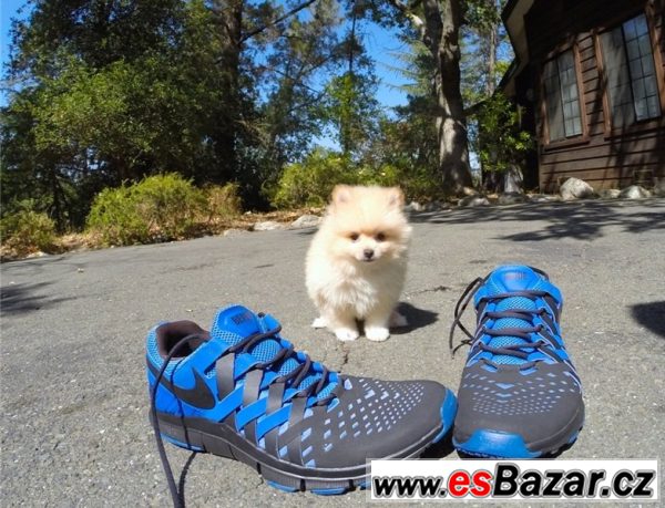 Pomeranian na prodej – fotografie 6