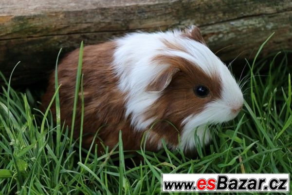 Morčátka sheltie, coronet – fotografie 1
