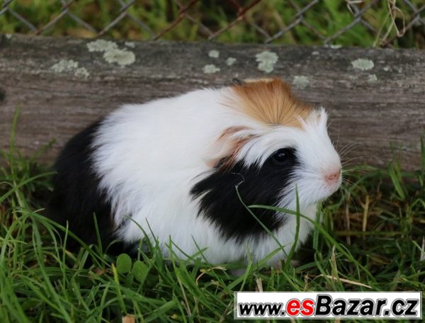 Morčátka sheltie, coronet – fotografie 2