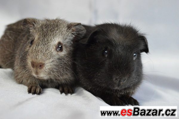 Morčata - hladké a crested – fotografie 3