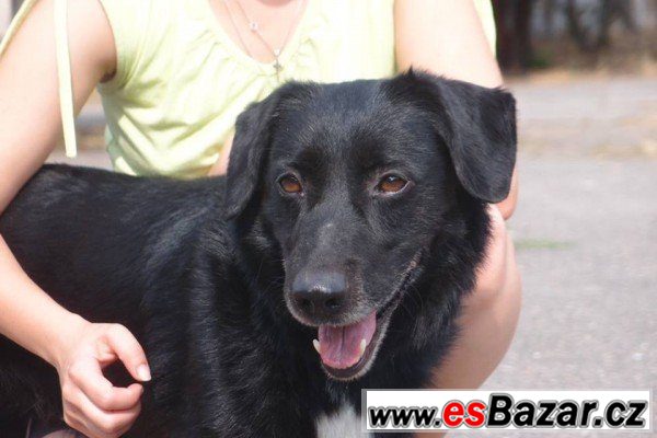 MIX - Labradorský retrívr x - pes – fotografie 1