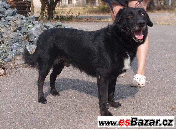 MIX - Labradorský retrívr x - pes – fotografie 2
