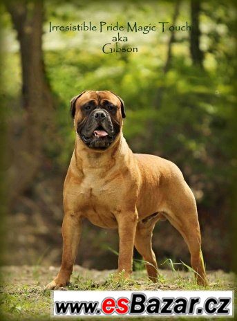  Krycí pes bullmastif – fotografie 1