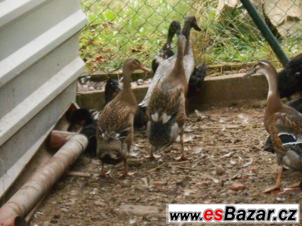 Nabízím indické běžce – fotografie 2