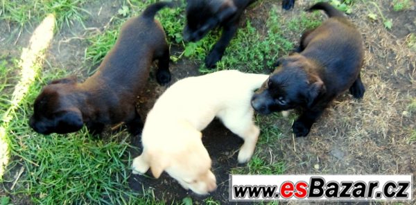 Kříženci labradora – fotografie 1