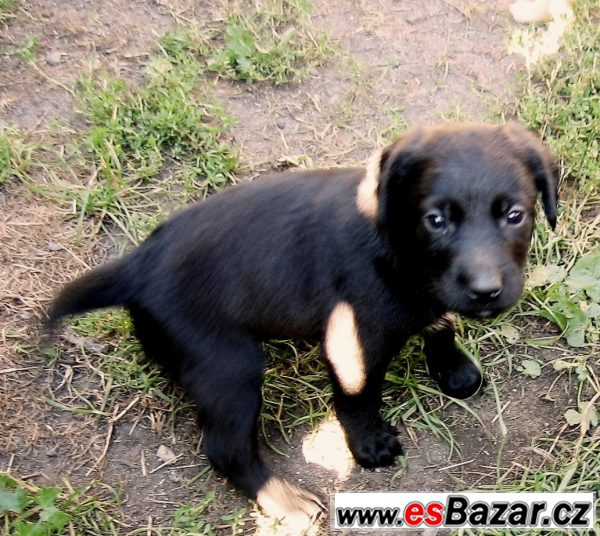 Kříženci labradora – fotografie 2
