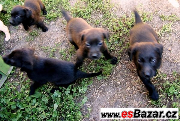 Kříženci labradora – fotografie 3