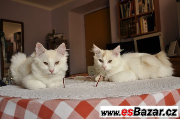 Kurilský bobtail s PP-Praha a okolí – fotografie 3