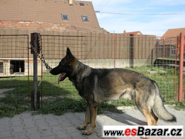 Německý ovčák s pp 16 měsíční pes – fotografie 2