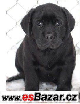 Labrador smetanová a černá štěňátka – fotografie 1