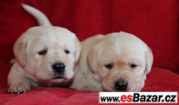 Labrador smetanová a černá štěňátka – fotografie 2