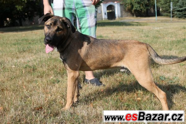 Mladý Gustík hledá svoje doma! – fotografie 2