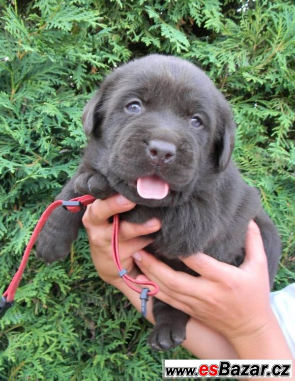 Labrador - štěňátka čoko – fotografie 1