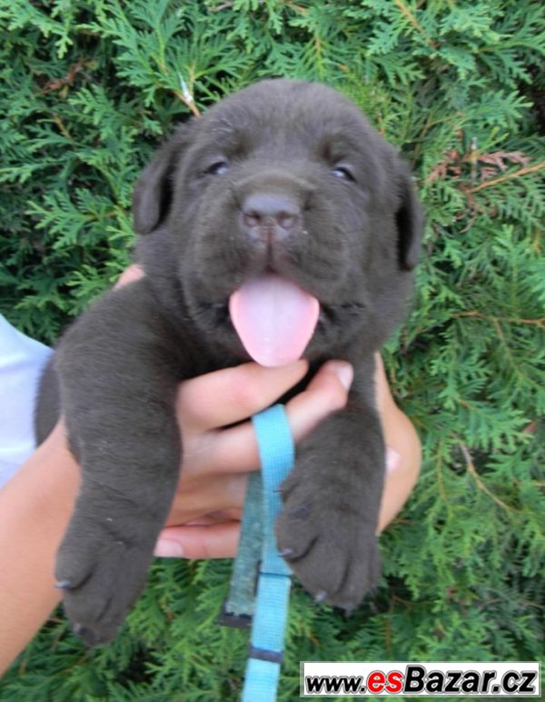 Labrador - štěňátka čoko – fotografie 2