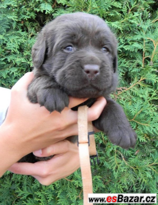 Labrador - štěňátka čoko – fotografie 3