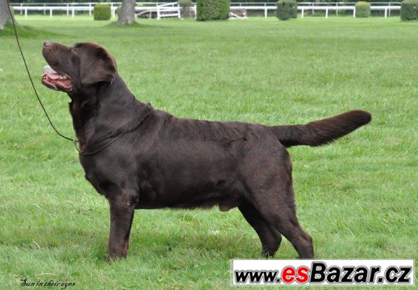 Labrador - štěňátka čoko – fotografie 4