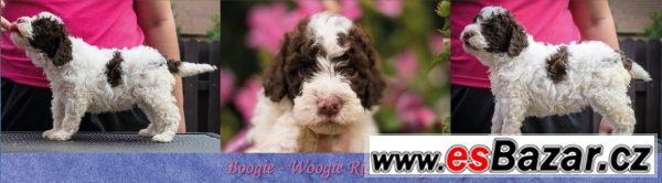 Lagotto - nejlevnější v ČR  – fotografie 1