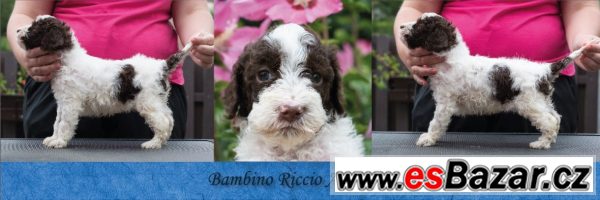 Lagotto - nejlevnější v ČR  – fotografie 3