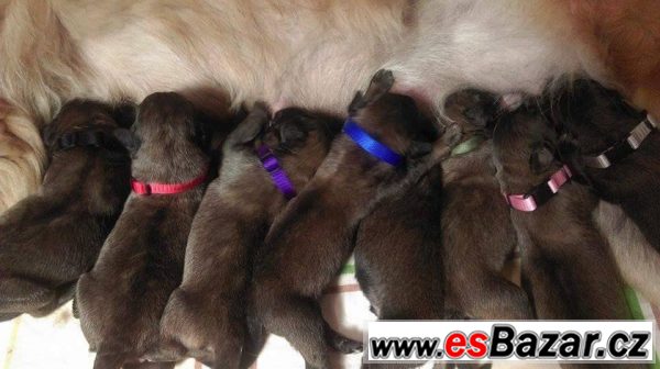 Leonberger - štěňátka – fotografie 2