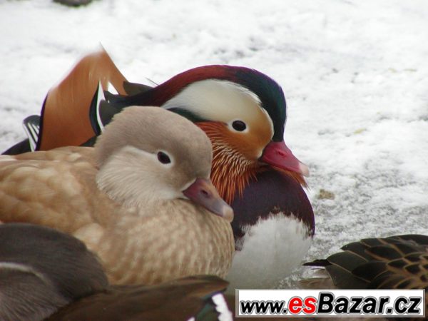 Okrasné kachny - kach. mandarinská – fotografie 1